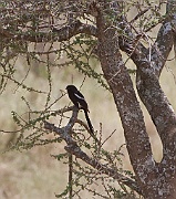 Magpie shrike (urolestes melanoleucus), Serengeti